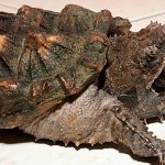 Alligator Snapping Turtle